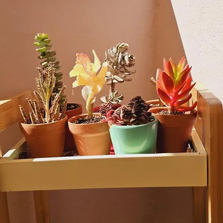 아파트 Nuci's Place 3, Cozy 1 Bedroom With Balcony Near Bllok 티라나